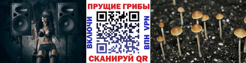kraken   Гаврилов-Ям  Псилоцибиновые грибы мицелий  купить закладку 